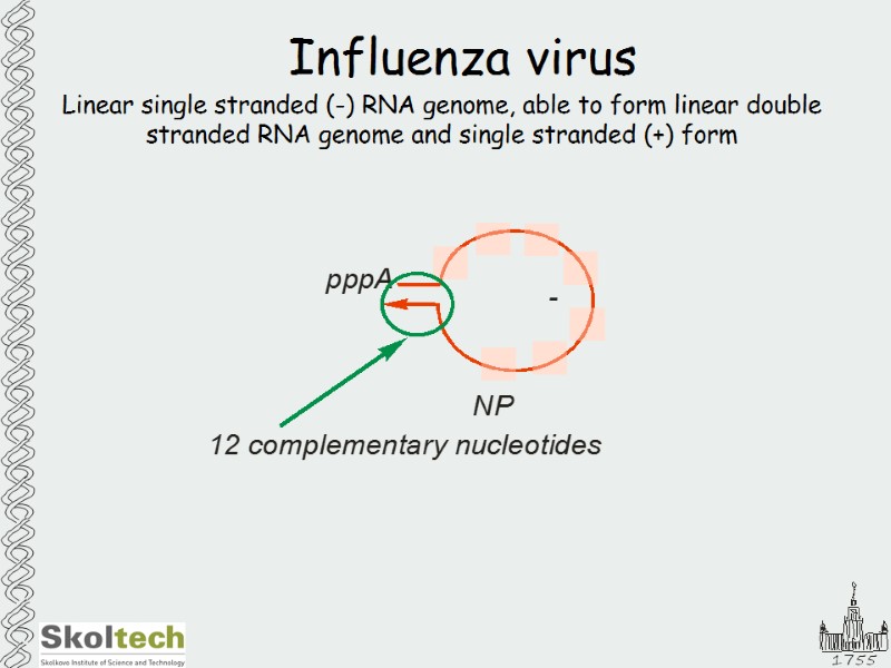 Influenza virus Linear single stranded (-) RNA genome, able to form linear double stranded